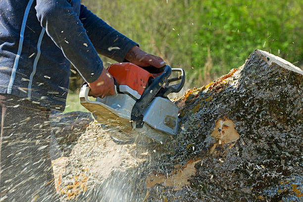 Tree Branch Trimming in Star, ID